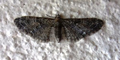 Réf. 201 039 : Eupithecia abbreviata